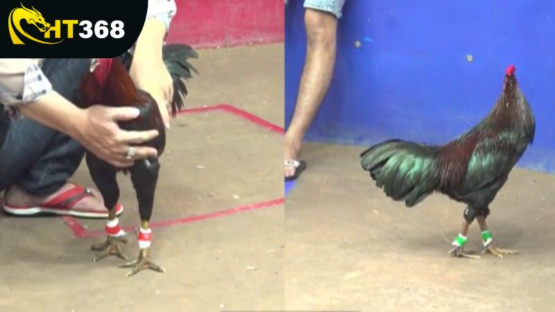 Tìm hiểu tổng quan về đá gà cựa sắt là gì